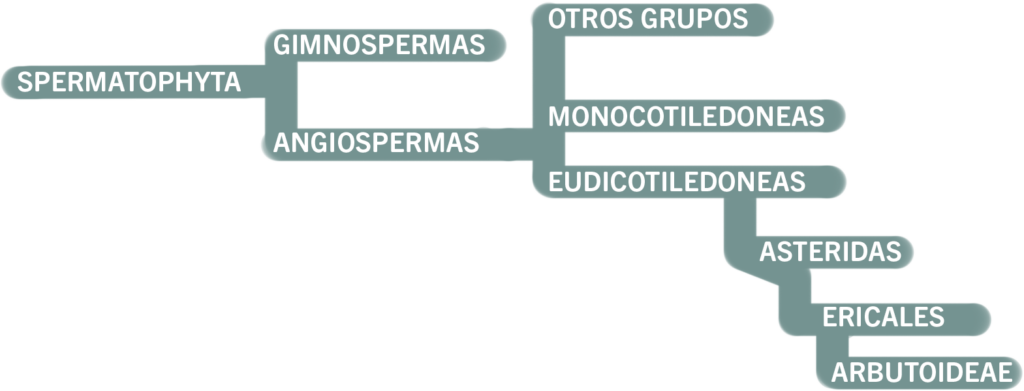 arbol modelo madoño
